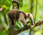 Tamandua