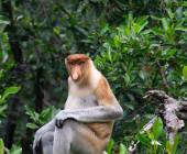 Borneo Wildlife Discoverer