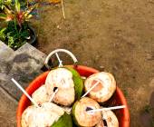 Kerala & the Tropical South