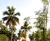 Kerala & the Tropical South