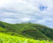 Kerala & the Tropical South