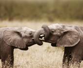 Cape Town & the Garden Route