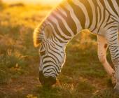 Cape Town & the Garden Route