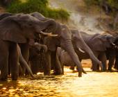 Chobe National Park - Botswana