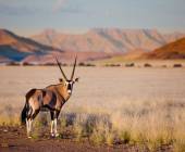 Sossusvlei - Namib - Namibia