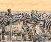 Cape Town to Victoria Falls – Hotel/Lodge