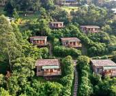 Chimps & Gorillas of Uganda