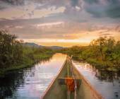 Chimps & Gorillas of Uganda