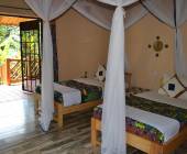 Chimps & Gorillas of Uganda