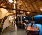 Chimps & Gorillas of Uganda