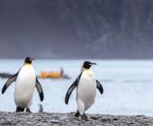 Epic Antarctica: Falklands, South Georgia & Antarctic Circle Crossing via Buenos Aires