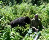 Gorillas & Masai Mara – Camping