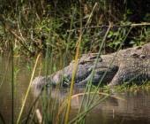 Zambezi Canoe Safari