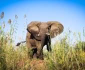 Zambezi Canoe Safari