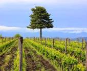 Highlights of Sicily