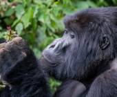 Gorillas & Masai Mara – Camping Reverse