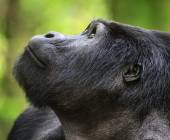 Gorillas & Masai Mara – Camping