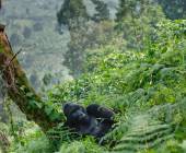 Gorillas & Masai Mara – Camping