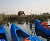 Zambezi Canoe Safari