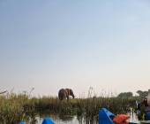 Zambezi Canoe Safari