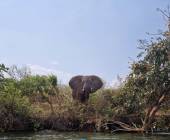 Zambezi Canoe Safari