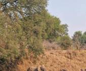Zambezi Canoe Safari