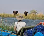 Zambezi Canoe Safari