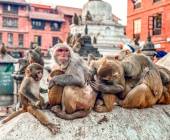 Everest Treks in Comfort