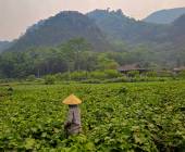 Trails of Vietnam