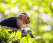 Costa Rica Coast to Coast Ride