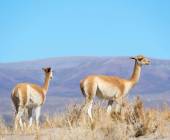 Cycle Chile & Argentina: Atacama to Salta