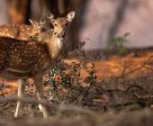 Highlights of Northern India