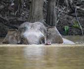 Borneo Wildlife Discoverer