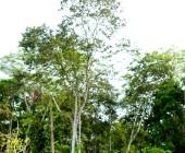 Borneo Wildlife Discoverer