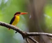 Borneo Wildlife Discoverer