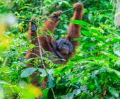 Borneo Wildlife Discoverer