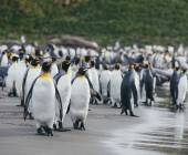 South Georgia and Antarctic Peninsula: Penguin Safari
