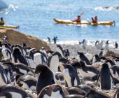 South Georgia and Antarctic Peninsula: Penguin Safari
