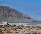 Arctic Saga: Spitsbergen, Faroes & Jan Mayen