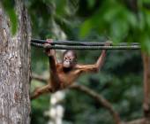 Borneo Wildlife Discoverer