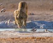 Botswana & Namibia: Delta & Dunes