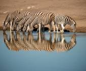 Botswana & Namibia: Delta & Dunes