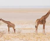 Botswana & Namibia: Delta & Dunes