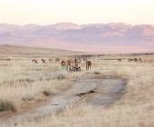 Przewalski's horse at khustain nuruu national park mongolia