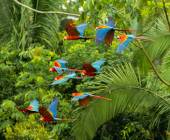 Amazon Rainforest Add-on (post-tour, from Lima)