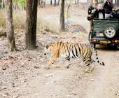 India Tiger Safari