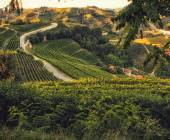 Vineyards in Langhe hills in Barolo area, Piedmont