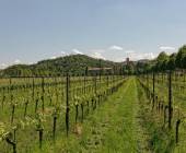 Walking in the Venetian Hills