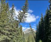 Discover the Canadian Rockies