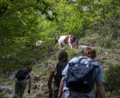 Italian Apennines: Walks & Wildlife